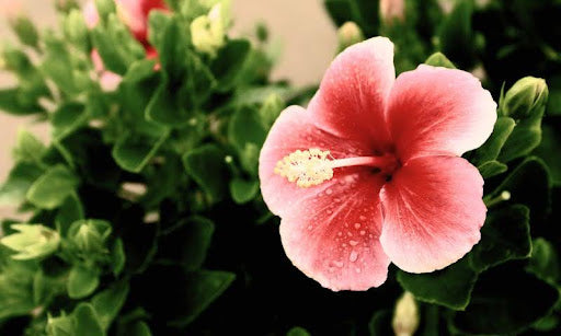 De Ho'oponopono mantra voor Vergeving en Heling