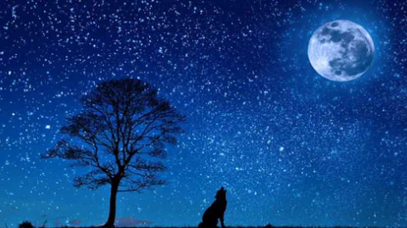 Gebruik de kracht van de Volle maan