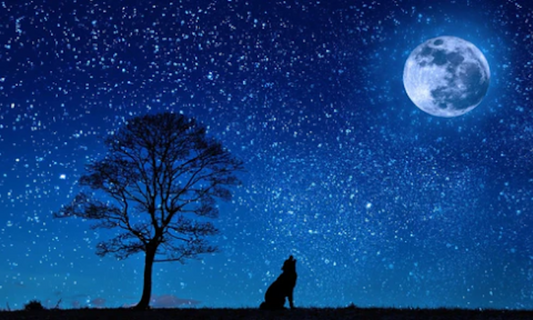 Gebruik de kracht van de Volle maan